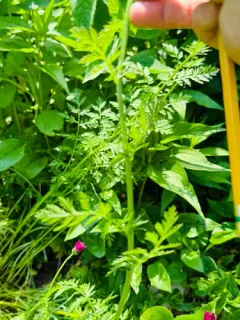 Pyrethrum thumbnail 3
