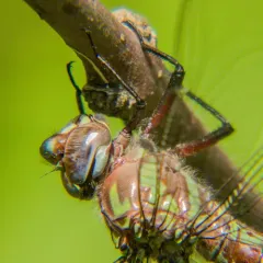 Cyrano Darner thumbnail 4