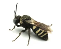 Dakota Cuckoo Nomad Bee thumbnail 3
