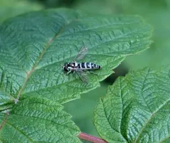 Black-striped Globetail thumbnail 4