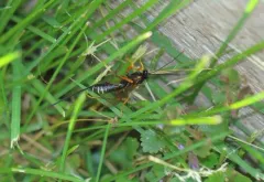 Coleocentrus quebecensis thumbnail 2