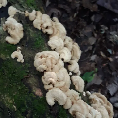 Luminescent Panellus