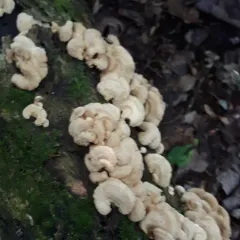 Luminescent Panellus thumbnail 1