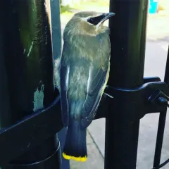 Cedar Waxwing photo