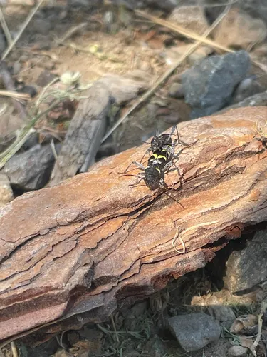 Neoclytus modestus