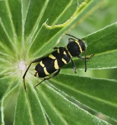 Clytus marginicollis thumbnail 3
