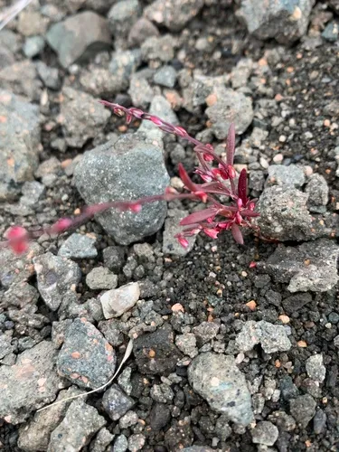 Engelmann's Knotweed