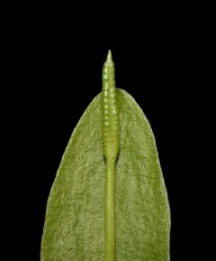 northern adder's-tongue thumbnail 2