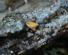 Eustilbum aureum thumbnail 4