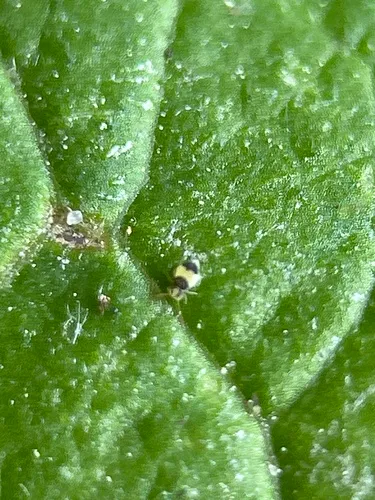 Deuterosminthurus bicinctus
