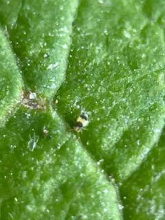 Deuterosminthurus bicinctus thumbnail 1