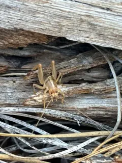 Ceuthophilus agassizii thumbnail 3