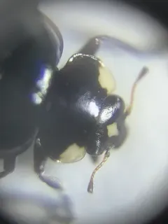 Sorrowful Lady Beetle thumbnail 2
