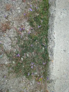 Bodin's Milkvetch thumbnail 2