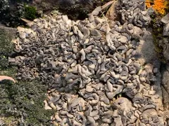 Quilted Stippleback Lichen thumbnail 2