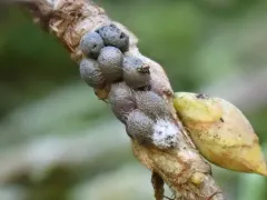 Diacheopsis metallica thumbnail 3