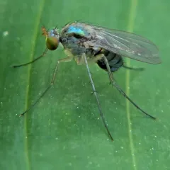 Dolichopus scapularis thumbnail 3