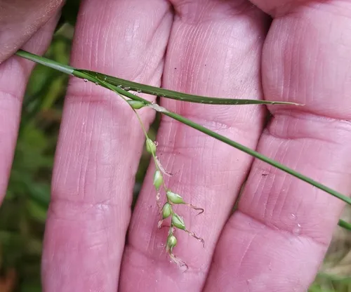 sheathed sedge