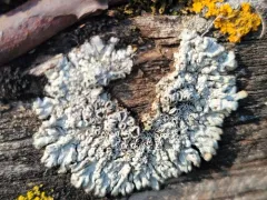 Frosted Rosette Lichen thumbnail 4