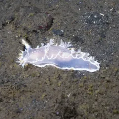 Festive Tritonid thumbnail 1