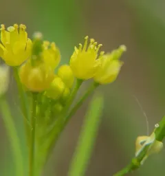Western Tansymustard thumbnail 4