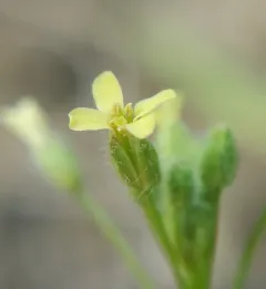 littlepod false flax thumbnail 4