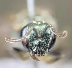 Lasioglossum subviridatum thumbnail 2