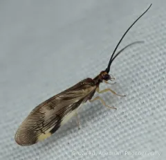 Climacia areolaris thumbnail 3