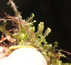White Earwort thumbnail 3