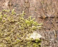 Cololejeunea macounii thumbnail 2