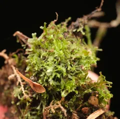 Wright's filmy fern thumbnail 2