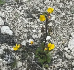 Yellowstone Monkeyflower thumbnail 3