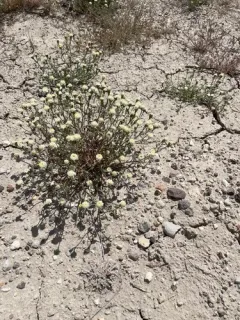 Desert Pincushion thumbnail 3