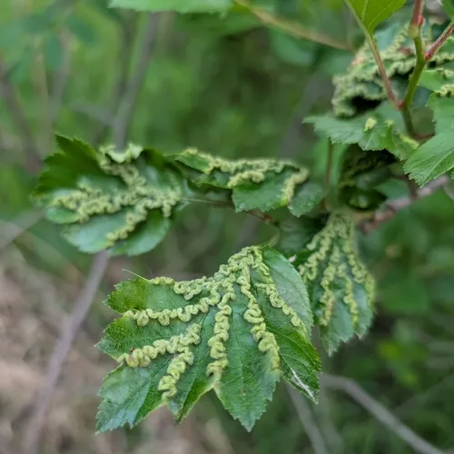 Blaesodiplosis crataegifolia