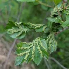 Blaesodiplosis crataegifolia thumbnail 1