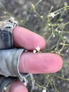 sand aliciella thumbnail 3