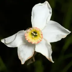 Poet's Narcissus thumbnail 3