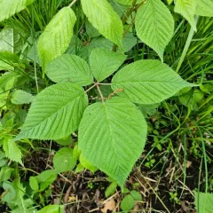 rose blackberry thumbnail 3