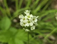 rock whitlow-mustard thumbnail 2