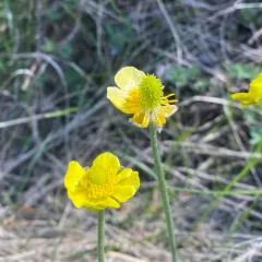 heartleaf buttercup thumbnail 4