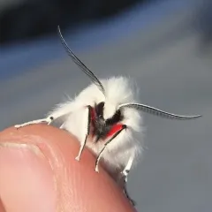 Vestal Tiger Moth thumbnail 4