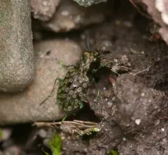 Shore Ground Beetle thumbnail 2