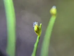 Clinton's Bulrush thumbnail 3