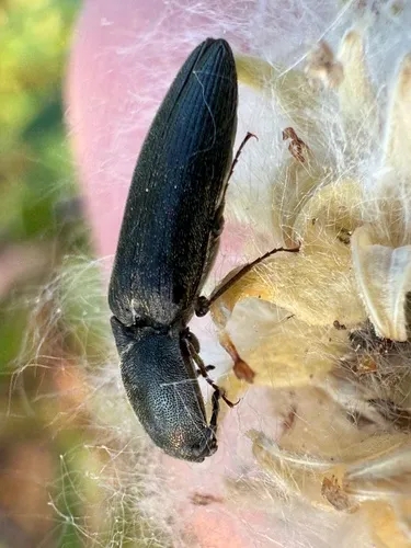 Alaskan Click Beetle