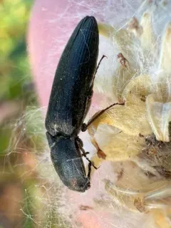 Alaskan Click Beetle thumbnail 1