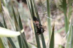 Mountain Bee Assassin thumbnail 2