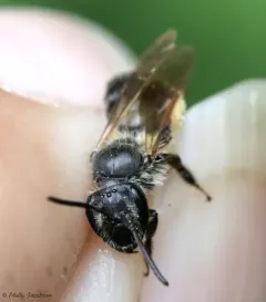Carolina Miner Bee thumbnail 2