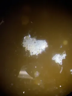 Ribbed Bryozoan thumbnail 4