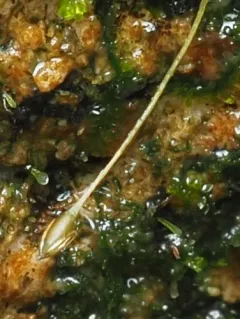 Brown's Four-toothed Moss thumbnail 4