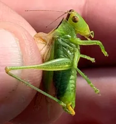 Gladiator Meadow Katydid thumbnail 4